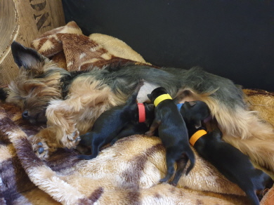 Das sind Angy`s Welpen 3 Tage alt