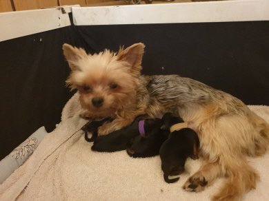 Linda`s Welpen 2 Tage alt