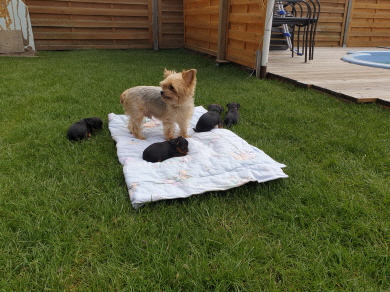 Linda`s Welpen 4 Wochen