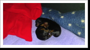 die Welpen 2 Tage alt die Welpen 2 Tage alt