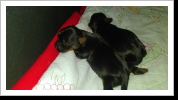 die Welpen 1 Woche alt die Welpen 1 Woche alt