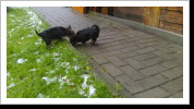die zwei mit 9 Wochen und beide schon reserviert die zwei mit 9 Wochen und beide schon reserviert