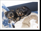Coco und Chila beim kuscheln Coco und Chila beim kuscheln