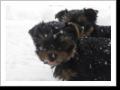 Chelsy und Coco 10 Wochen Chelsy und Coco 10 Wochen