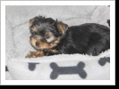 Chelsy11 Wochen,sie hat schon ein neues Zuhause Chelsy11 Wochen,sie hat schon ein neues Zuhause