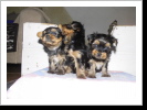 Welpen mit 5 Wochen Welpen mit 5 Wochen