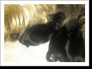 Mama mit Welpen 1 Tag alt Mama mit Welpen 1 Tag alt