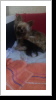 Welpen auch 2 Tage Welpen auch 2 Tage