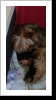 Mama mit Welpen 2 Tage alt Mama mit Welpen 2 Tage alt
