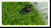 Daimon chillt erstmal Daimon chillt erstmal