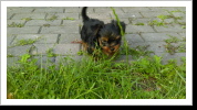 Django kuschelt auch gern Django kuschelt auch gern