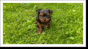 Django, hier 6 Wochen alt Django, hier 6 Wochen alt