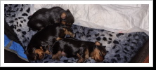 Welpen 1,5 Wochen alt Welpen 1,5 Wochen alt